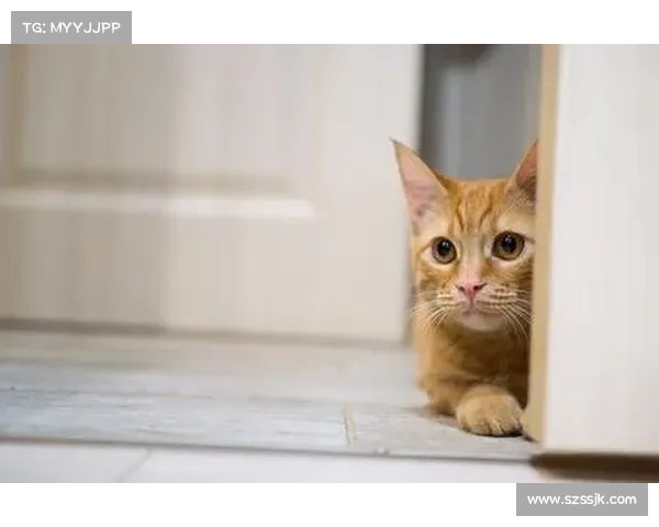 魅力小猫攻击中使用的小说后门 媒体